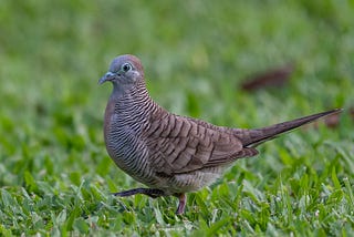 14 Pakan Burung Perkutut yang Paling Baik