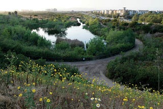 Ballona Creek Wetlands: An Abolition or Restoration?