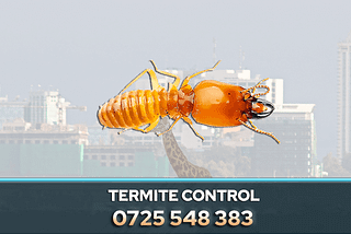 PestPro is a trusted provider of Termite Control and Removal services in Nairobi, Kenya. Termites are a common pest that can cause severe damage to buildings and furniture. Effective termite control is essential to protect your property, and PestPro offers a range of solutions to tackle this problem.