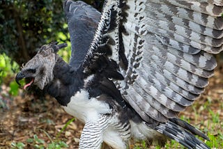 A Look at the Forest Canopy: Discovering the Majestic Harpy Eagle