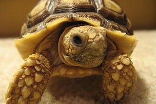 Life in the Slow Lane: The Tortoise Marketing Track