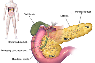 It’s a pancreas, not a dick. Illustration by Bruce Blaus.