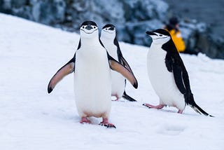 Eksplorasi dan Visualisasi Data Penguin di Benua Antartika