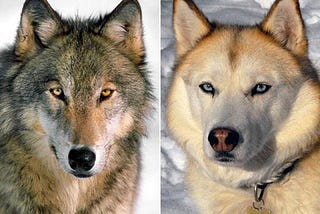 Difference between a dog and a wolf