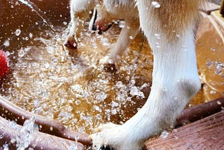 A dog digging and splashing in a wading pool