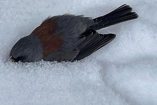 How to Bury a Dead Bird With Honor in Winter
