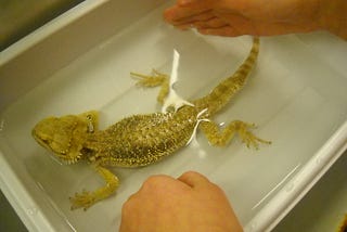 How Do I Rehydrate My Bearded Dragon?