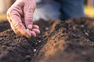 Bigger Harvests with Less Space: Make the Most of Your Garden Succession Planting
