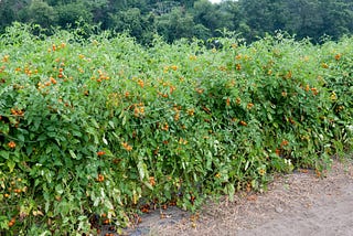 Geminiviruses: Causal Agent of Devastating Plant Diseases