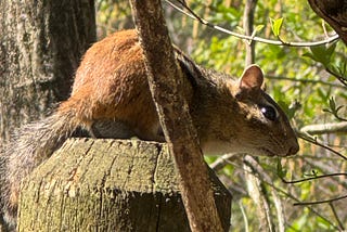 A chipmunk on a fencepost in the April Sun.