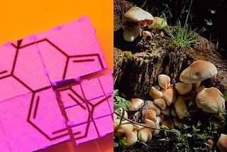 LSD ou Cogumelos? Uma Breve Comparação