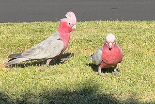 The Pink Galahs Came Back
