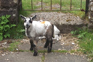 Twin Lambs Set Up Home in My Garden