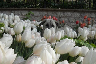 Benji and the Tulips