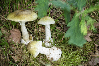 Deadly Delight: The Dangers of the Infamous Death Cap Mushroom