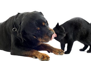 black dog and black cat syndrome