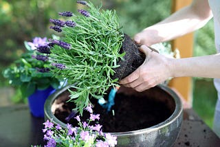A Guide to Starting Your Edible Container Garden