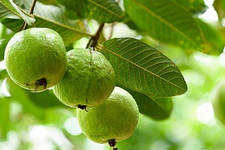 Even a Guava Tree Teach You Something for Living | Search in the Right Place…