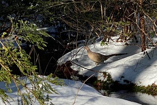 Hiking Ricketts Glen State Park (Benton, PA) — February 2020