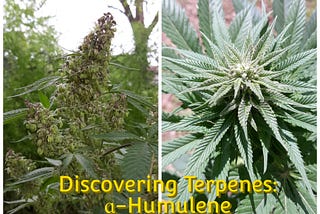 Discovering Terpenes: ɑ-Humulene