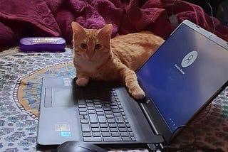 She is Durga — A Cat is sitting on a laptop