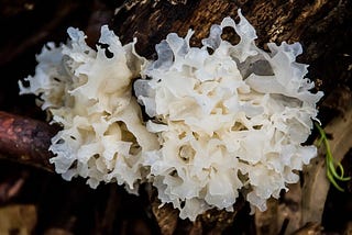 Join the 75% Who Improved Their Immunity with Snow Fungus