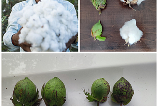 A Grassroots Innovation for India’s Cotton Future