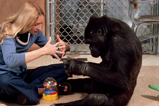 Koko makes the sign for “machine” with her caretaker, Francine Patterson.