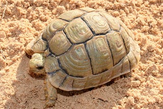 Egyptian Tortoise 🐢 (endangered)