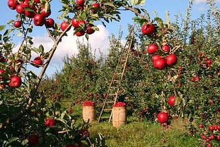 Trees and Apples