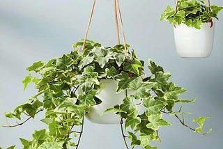 Indoor Hanging Plants, Best For Décor