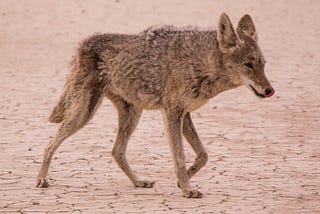 The Boy Who Cried Coyote