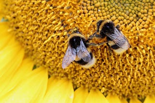 Two bumble bees on a sunflower.