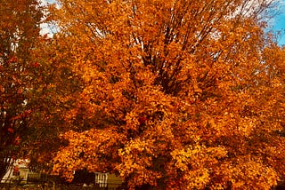 Photo of old growth large Silver Maple tree just before it loses its fall foliage.