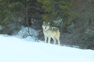 Take extra precautions with dogs in wolf country