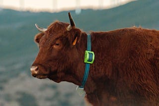 Smart Livestock Tracking Powered by Satellite IoT