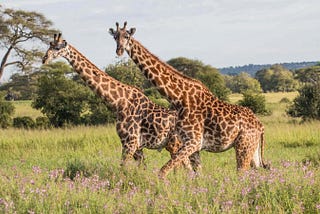 Researchers found that giraffes are really a profoundly complicated social animal varieties