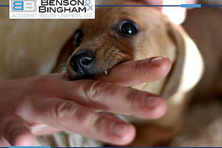 Legal Help for Dog Bite Injuries