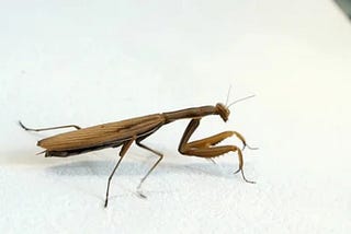 Reconsidering the Origins of Life: A Hypothesis of Pre-Existing Intelligent Insects in Pangea