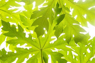 6 Health Wonders of Pawpaw Leaf