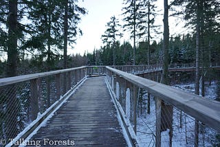Treetop Walkway in Krkonoše, Czech Republic