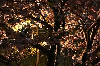 a photo of a tree, the flowers within it pink, as a street lamp shines through it at night — taken in Brooklyn, NY