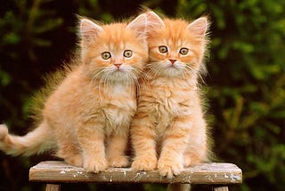 Parameters vs. Arguments about Kitten Claws