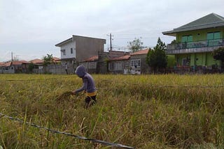 Crop cutting exercise carried out during Pula’s dry run in the Philippines. Source: Pula Advisors AG
