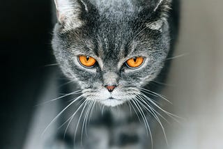 Grey cat with orange eyes looking grumpy.