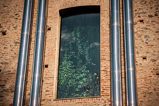 Castello di Rivoli: Morpho Blu imprigionate e lasciate morire in una mostra