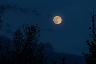 A full moon rising over bare branches in a midnight blue sky.