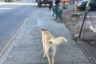 Perros en Mexico