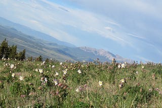 The Columbine