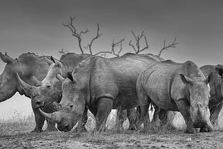 The Rhinos Need Us
